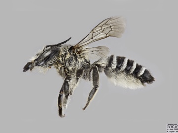 [Megachile addenda female thumbnail]